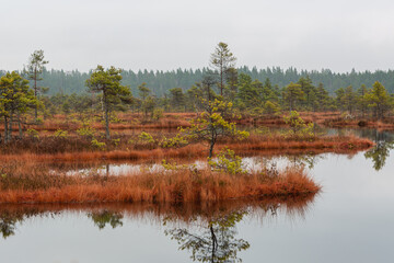 autumn landscapes of swamp lakes
