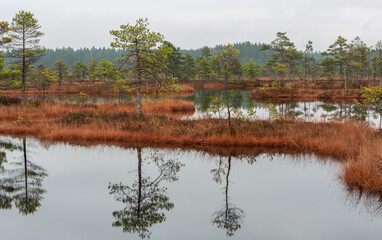 autumn landscapes of swamp lakes