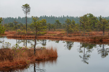 autumn landscapes of swamp lakes