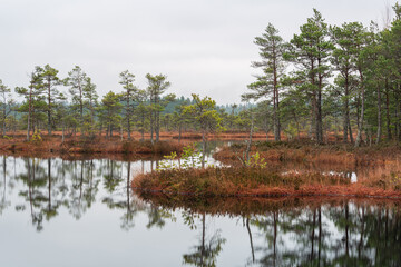 autumn landscapes of swamp lakes