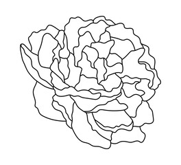 Vector sketch of peony, line art. Black contour, isolated on white.