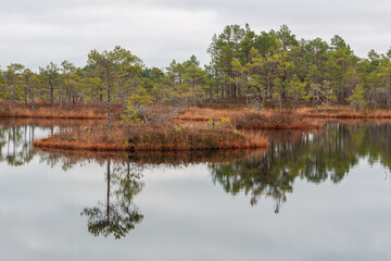 autumn landscapes of swamp lakes