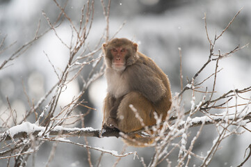 Rhesus macaque in Snow fall