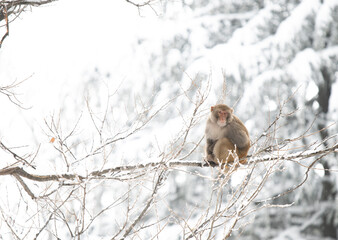 Rhesus Macaque in forest in Snowfall