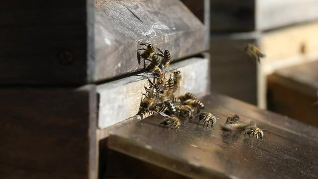wildlife, insects, bees and flowers, bees starting from their beehive to collect honey