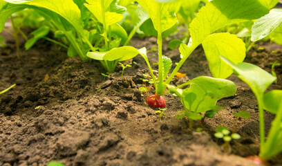 radish growing in the garden