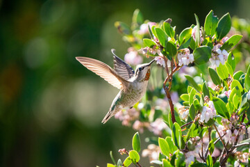 Anna's Hummingbird feeding from a Howard Mcminn Manzanita shrub while flowering
