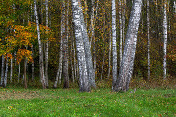 Obraz premium Forest in Autumn With Yellow Leaves