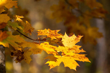 Forest in autumn with yellow leaves