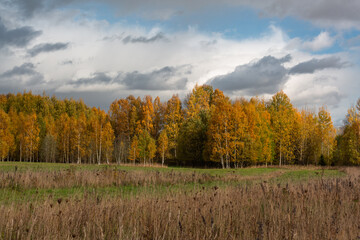 Fototapeta premium Forest in autumn with yellow leaves