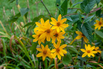 Yellow Sawtooth Sunflowers Growing Wild In The Field