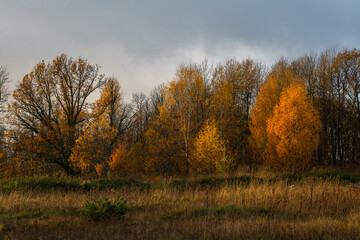 Forest in autumn with yellow leaves