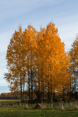 Fototapeta premium Forest in autumn with yellow leaves