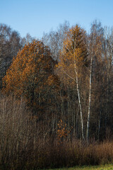 Fototapeta premium Forest in autumn with yellow leaves