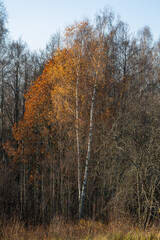Fototapeta premium Forest in autumn with yellow leaves
