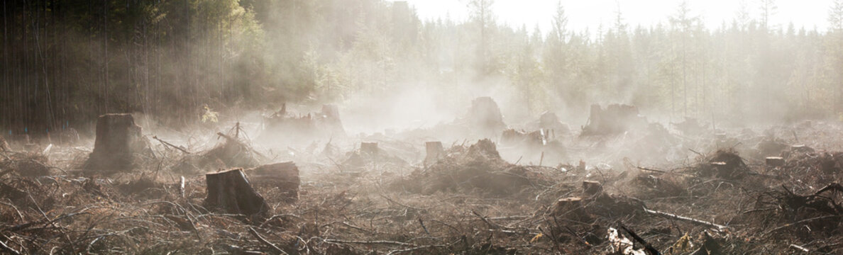 Moisture in the newly exposed soil rises as steam from a recent clearcut on the Olympic Peninsula, Washington.
