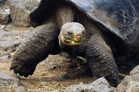 Giant Tortoise (Geochelone elephantopus) Charles Darwin Research Station, Santa Cruz, Galapagos Islands, Ecuador