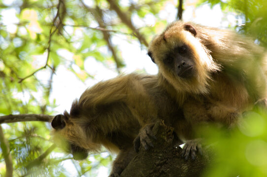 Laguna Ibera, Esteros del Ibera, Corrientes Province
