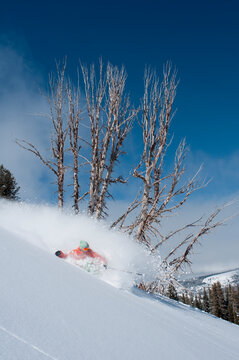 A male skier wearing a bright orange jacket makes a deep powder turn with a cool dead tree in the background while skiing at a Mountain Resort