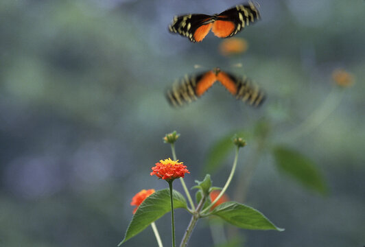 Butterflies, hover around flowers, Monte Verde, cloud forest, Costa Rica.