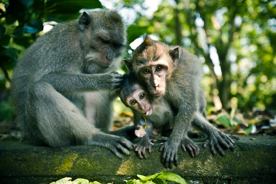 Three monkeys sitting on a stone wall being groomed.