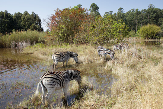 Burchell's zebras drinking water from lake in Mlilwane Wildlife Sanctuary, Swaziland