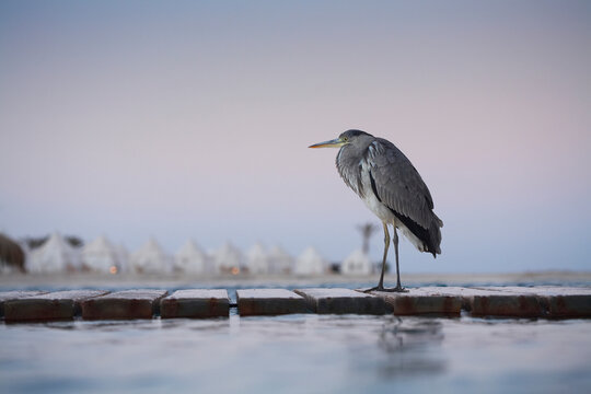 A gray bird walks along bricks on the water's surface in Marsa Alam, Egypt.