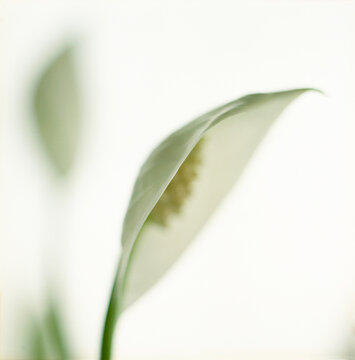 Close up of Peace Lily.