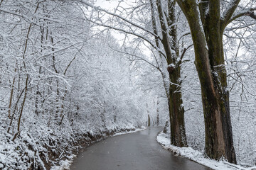 A road through a winter landscape with snow-covered trees.