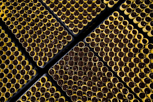 Trays of prairie plant seedlings.