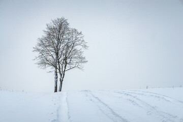 A lonely tree in a white snowy landscape.