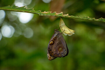 butterfly on leaf