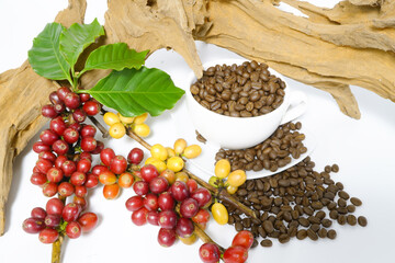 agriculture concept Harvest the Arabica coffee berries of the coffee plant. Farm organic arabica coffee beans, green robusta and arabica coffee berries by farmer's hands.