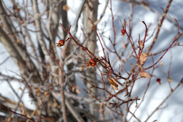Rosehip bud. natural fruit for skincare oil and health improvement.