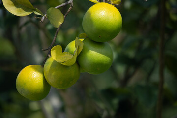 oranges hanging on the tree