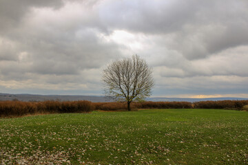 Fototapeta na wymiar Tree in a Field 