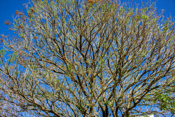 Detail of tree called sapindus saponaria, popularly known as soap tree, with blue sky in the background