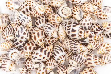 set of clam mollusc shells isolated on white background