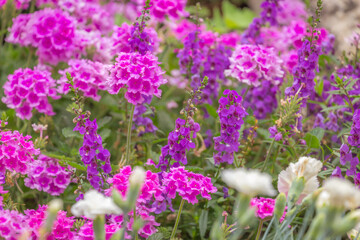 Fototapeta premium Purple and pink flowers at golden sunset, idyllic landscape in Giverny, France