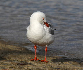 Silver gull seagull bird preening on a boat ramp next to the ocean