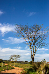 Obraz premium Rural road, in an agricultural region in the interior of the state of São Paulo, Brazil