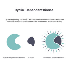 Cyclin dependent kinases scientific vector illustration infographic - obrazy, fototapety, plakaty