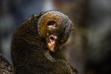 Common Dwarf Mongoose (Helogale parvula)