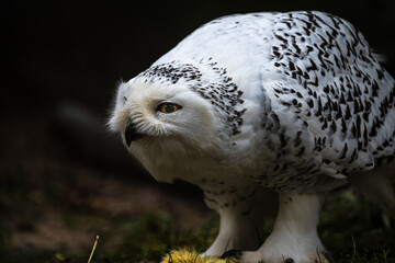 Portrait of a Snowy Owl (Bubo scandiacus)