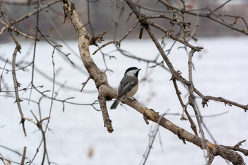 A Black-capped Chickadee Perched In A Bare Tree In Spring With Snow