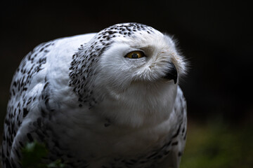 Portrait of a Snowy Owl (Bubo scandiacus) - obrazy, fototapety, plakaty