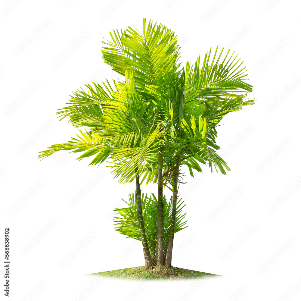 Wall mural green palm tree isolated on transparent background with clipping path, single palm tree with clippin