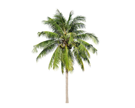 Green palm tree isolated on transparent background with clipping path, single palm tree with clipping path and alpha channel. are Forest and foliage in summer for both printing and web pages.