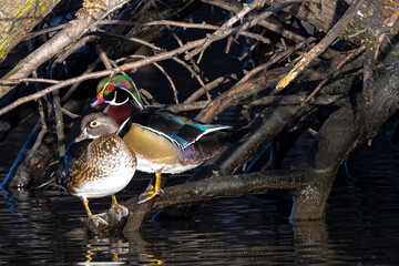 A Pair of Wood or Carolina Ducks (Aix sponsa)