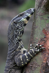 Australian Lace Monitor climbing tree